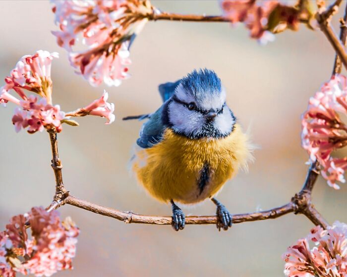 “Fox With A McDonald’s Takeaway?”: Once-In-A-Lifetime Photos Taken At The Exact Perfect Moment