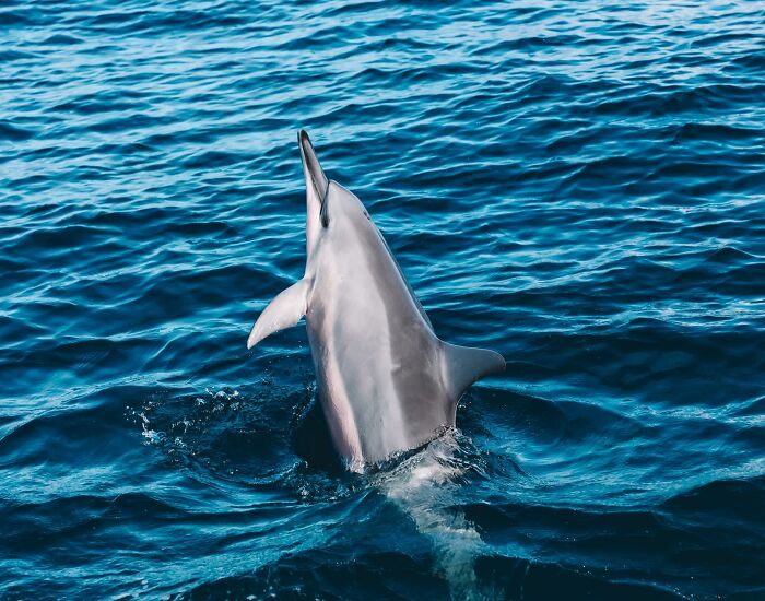 “Fox With A McDonald’s Takeaway?”: Once-In-A-Lifetime Photos Taken At The Exact Perfect Moment