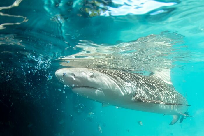 “Fox With A McDonald’s Takeaway?”: Once-In-A-Lifetime Photos Taken At The Exact Perfect Moment