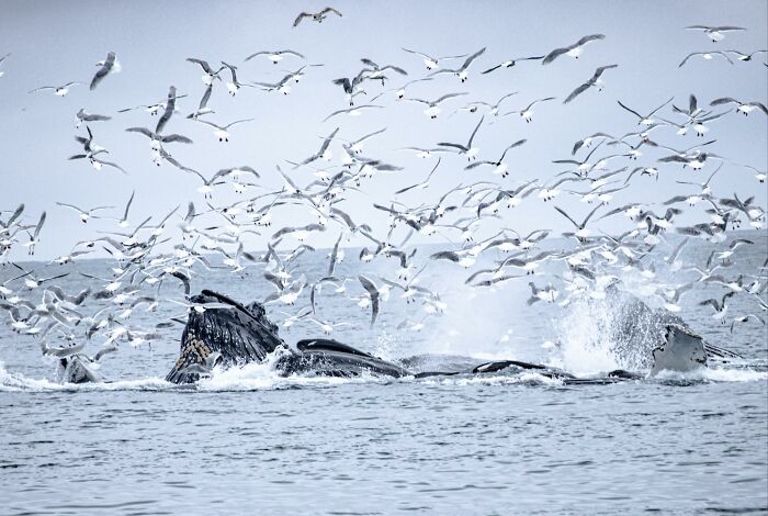 “Fox With A McDonald’s Takeaway?”: Once-In-A-Lifetime Photos Taken At The Exact Perfect Moment
