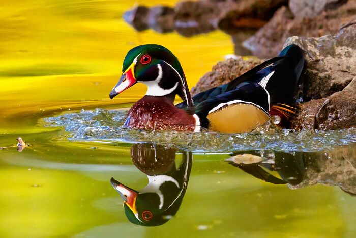 “Fox With A McDonald’s Takeaway?”: Once-In-A-Lifetime Photos Taken At The Exact Perfect Moment