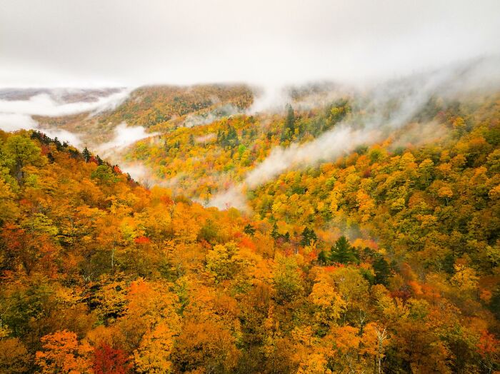 “Fox With A McDonald’s Takeaway?”: Once-In-A-Lifetime Photos Taken At The Exact Perfect Moment