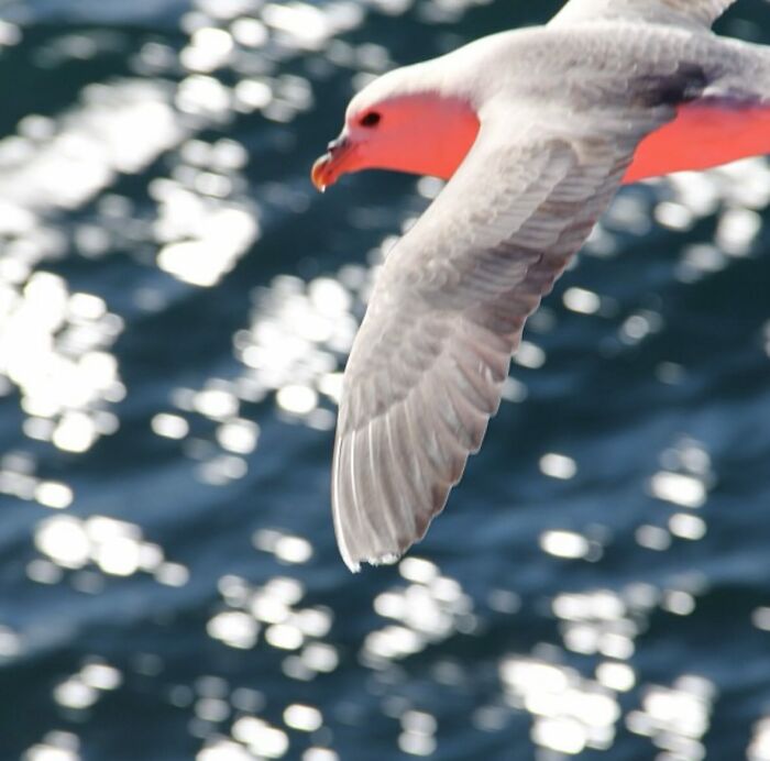 “Fox With A McDonald’s Takeaway?”: Once-In-A-Lifetime Photos Taken At The Exact Perfect Moment