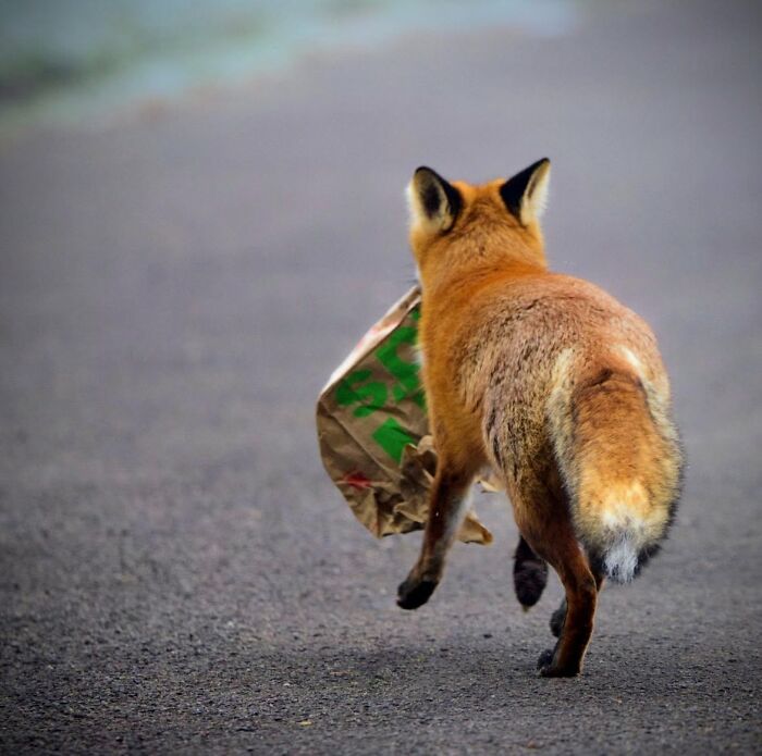“Fox With A McDonald’s Takeaway?”: Once-In-A-Lifetime Photos Taken At The Exact Perfect Moment