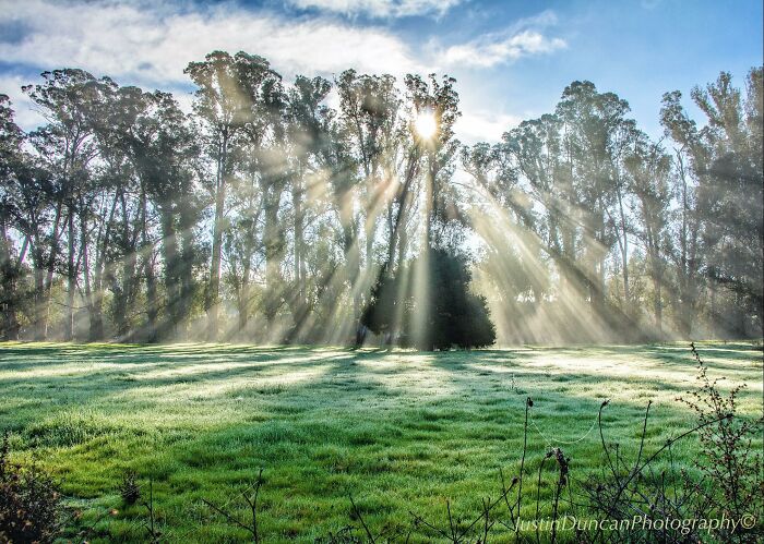 “Fox With A McDonald’s Takeaway?”: Once-In-A-Lifetime Photos Taken At The Exact Perfect Moment