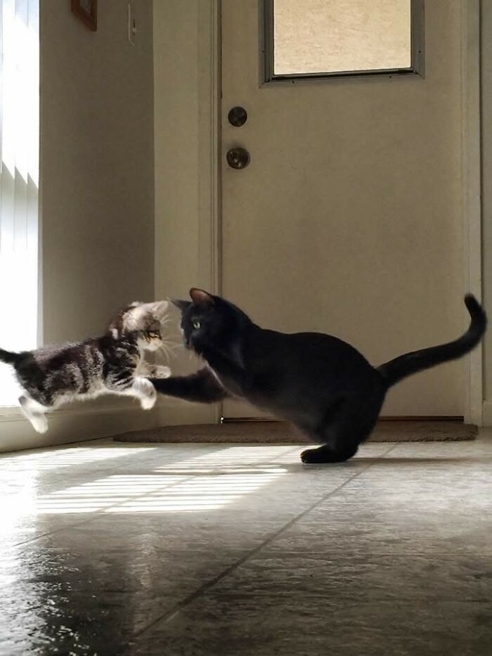 “Fox With A McDonald’s Takeaway?”: Once-In-A-Lifetime Photos Taken At The Exact Perfect Moment