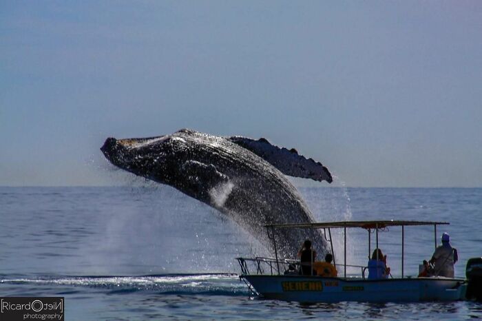 “Fox With A McDonald’s Takeaway?”: Once-In-A-Lifetime Photos Taken At The Exact Perfect Moment