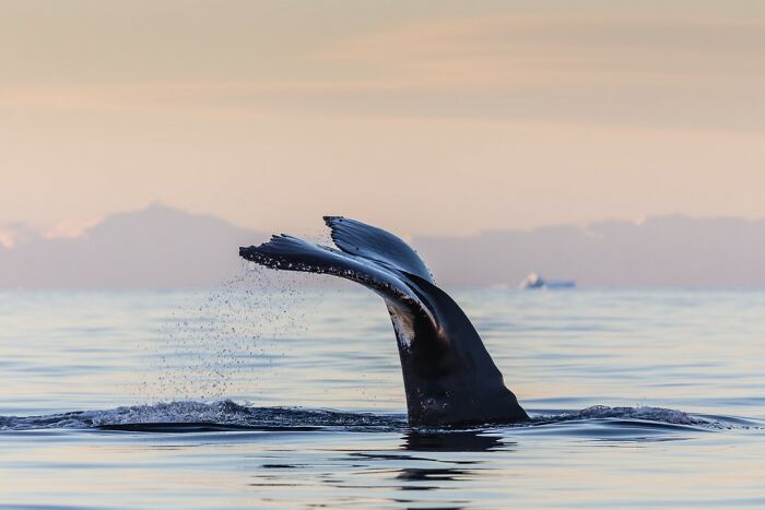 “Fox With A McDonald’s Takeaway?”: Once-In-A-Lifetime Photos Taken At The Exact Perfect Moment