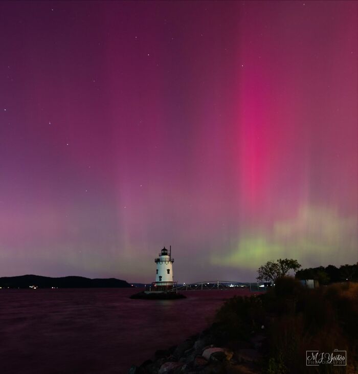 “Fox With A McDonald’s Takeaway?”: Once-In-A-Lifetime Photos Taken At The Exact Perfect Moment