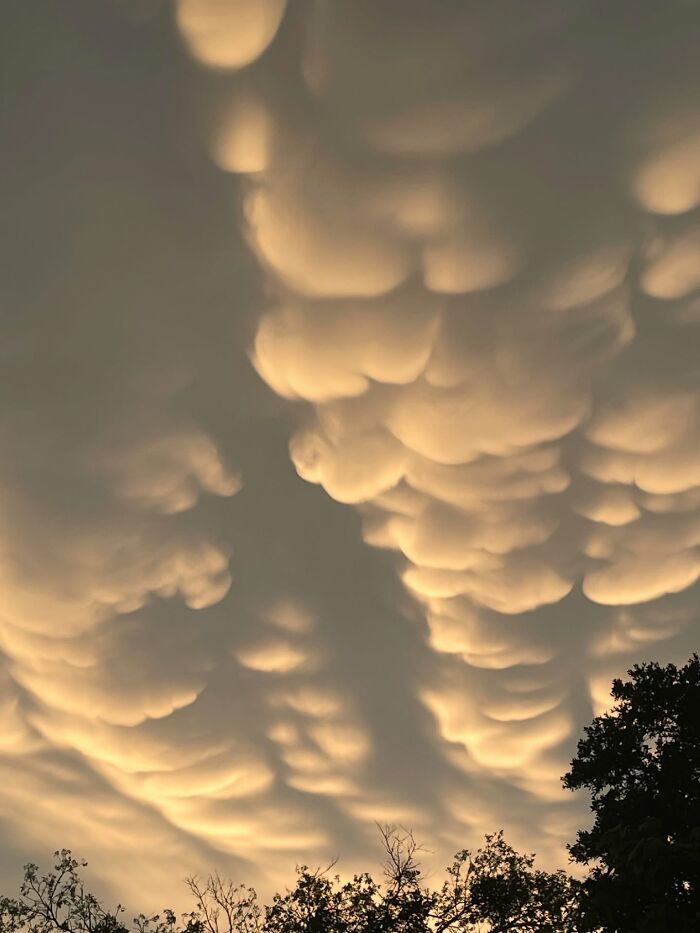 “Fox With A McDonald’s Takeaway?”: Once-In-A-Lifetime Photos Taken At The Exact Perfect Moment