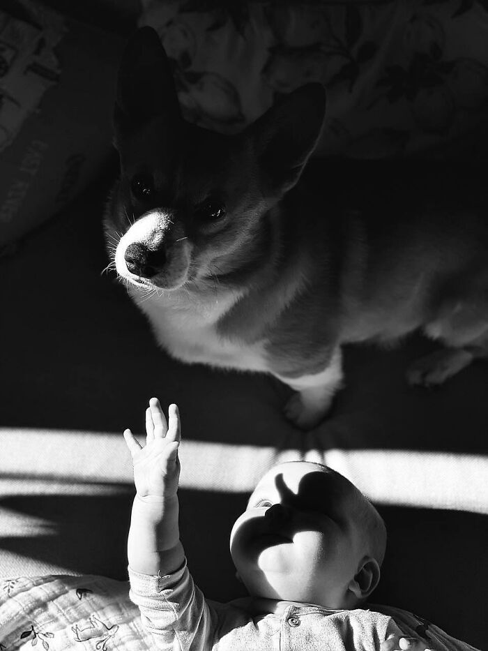 “Fox With A McDonald’s Takeaway?”: Once-In-A-Lifetime Photos Taken At The Exact Perfect Moment