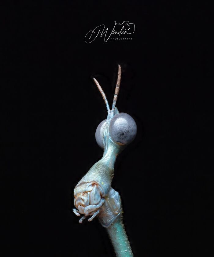 “Fox With A McDonald’s Takeaway?”: Once-In-A-Lifetime Photos Taken At The Exact Perfect Moment