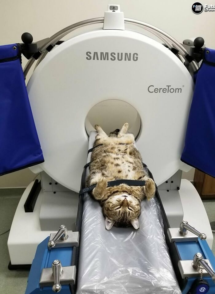 “Fox With A McDonald’s Takeaway?”: Once-In-A-Lifetime Photos Taken At The Exact Perfect Moment