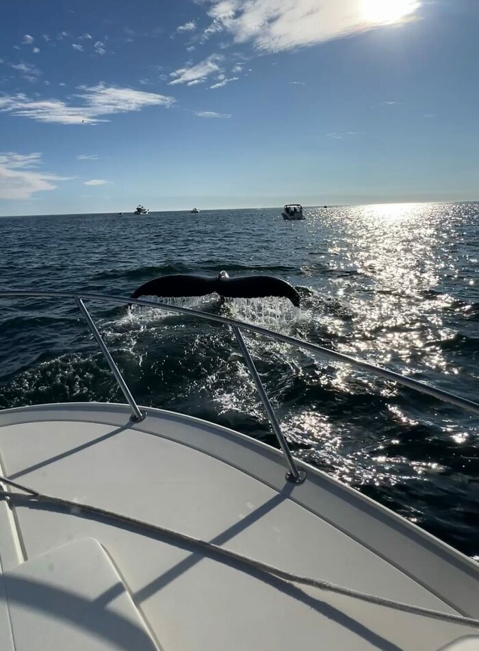 “Fox With A McDonald’s Takeaway?”: Once-In-A-Lifetime Photos Taken At The Exact Perfect Moment