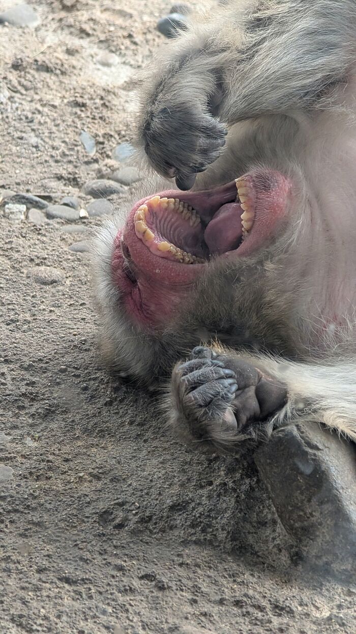 “Fox With A McDonald’s Takeaway?”: Once-In-A-Lifetime Photos Taken At The Exact Perfect Moment