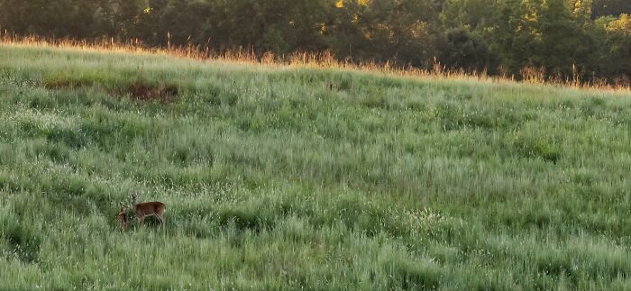“Fox With A McDonald’s Takeaway?”: Once-In-A-Lifetime Photos Taken At The Exact Perfect Moment