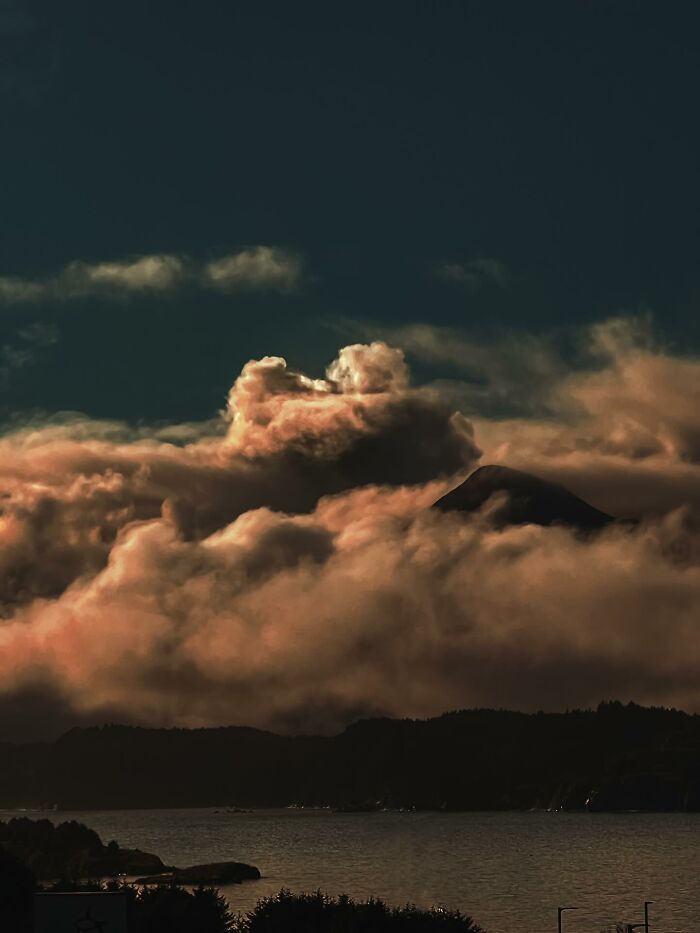 “Fox With A McDonald’s Takeaway?”: Once-In-A-Lifetime Photos Taken At The Exact Perfect Moment