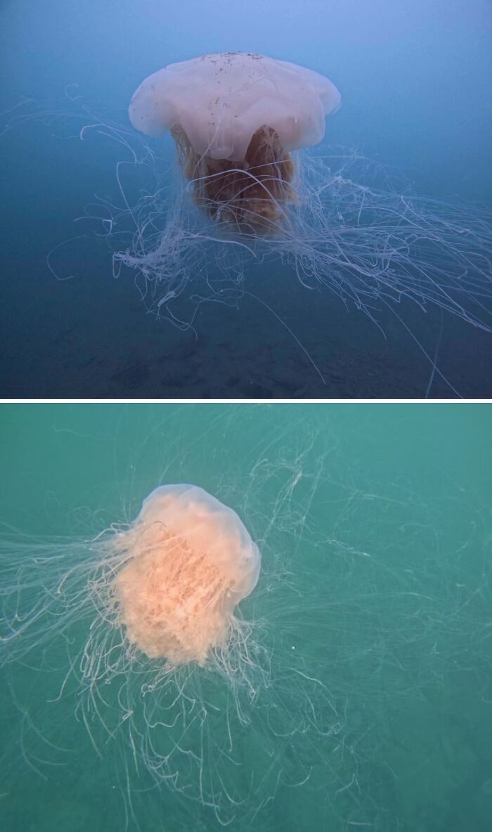 71 Unexpected Ocean Photos That Might Freak You Out