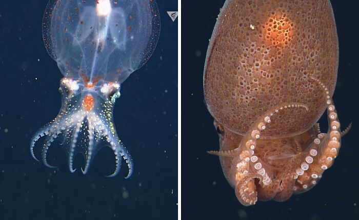 71 Unexpected Ocean Photos That Might Freak You Out