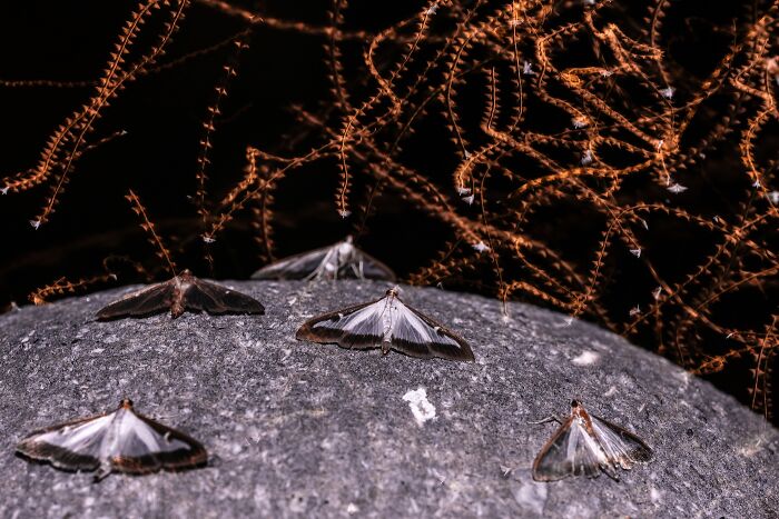 Close-Up Photographer Of The Year Reveals 33 Stunning Winning Images Close-Up Photographer Of The Year Reveals 33 Stunning Winning Images