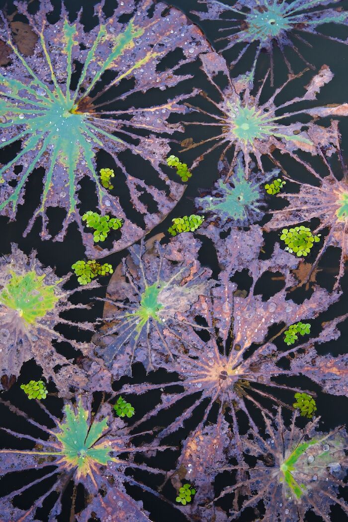 Close-Up Photographer Of The Year Reveals 33 Stunning Winning Images Close-Up Photographer Of The Year Reveals 33 Stunning Winning Images