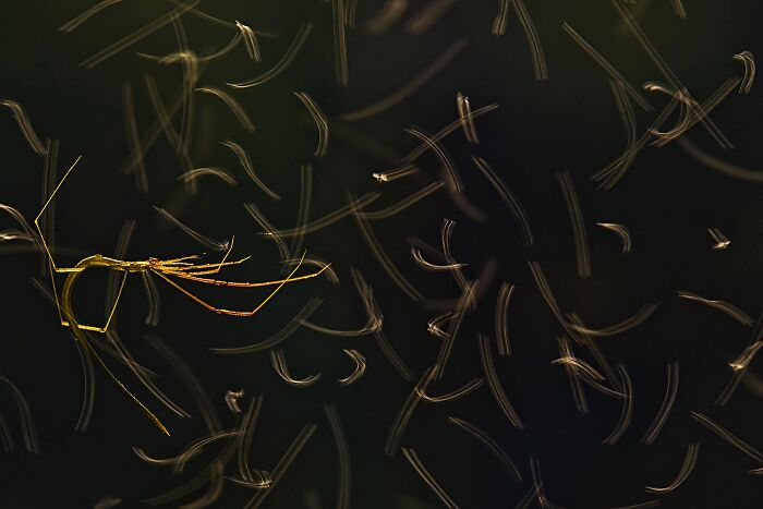 Close-Up Photographer Of The Year Reveals 33 Stunning Winning Images Close-Up Photographer Of The Year Reveals 33 Stunning Winning Images