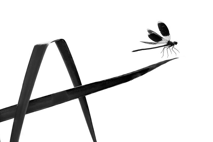 Close-Up Photographer Of The Year Reveals 33 Stunning Winning Images Close-Up Photographer Of The Year Reveals 33 Stunning Winning Images