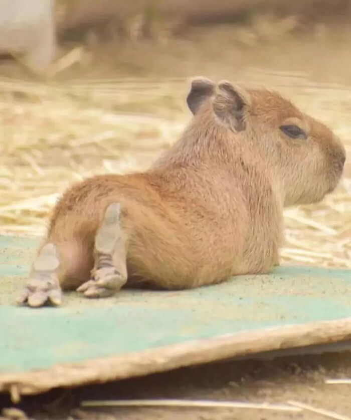75 Of The Most Adorable Capybara Photos Shared By This Page