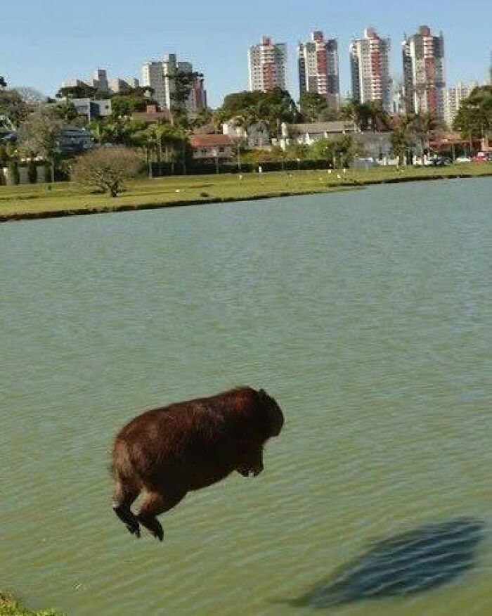 75 Of The Most Adorable Capybara Photos Shared By This Page