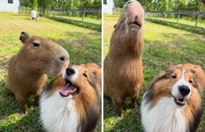 75 Of The Most Adorable Capybara Photos Shared By This Page