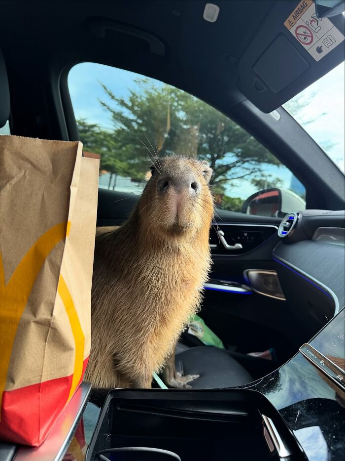 75 Of The Most Adorable Capybara Photos Shared By This Page