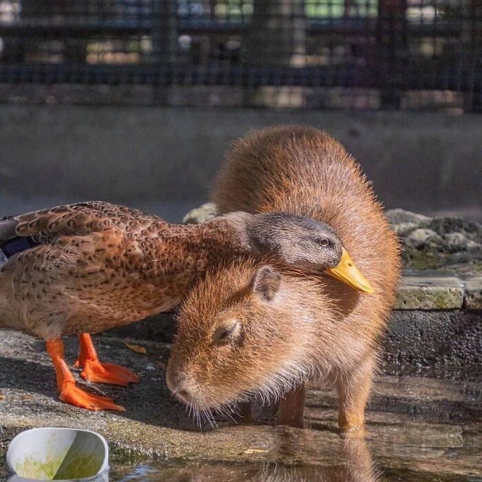 75 Of The Most Adorable Capybara Photos Shared By This Page