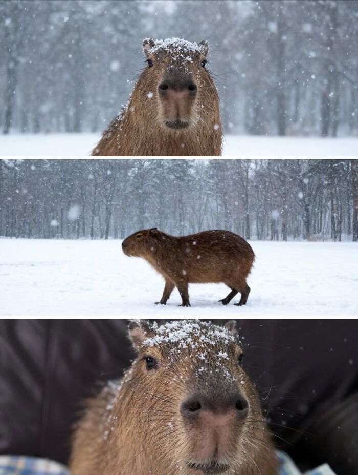 75 Of The Most Adorable Capybara Photos Shared By This Page