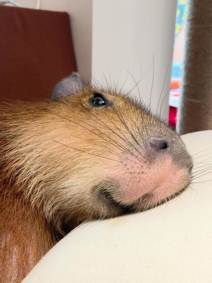 75 Of The Most Adorable Capybara Photos Shared By This Page