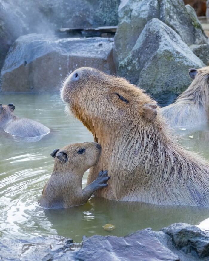 75 Of The Most Adorable Capybara Photos Shared By This Page