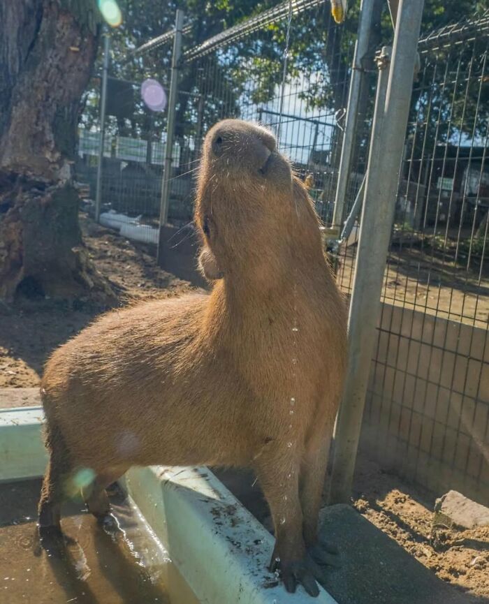 75 Of The Most Adorable Capybara Photos Shared By This Page