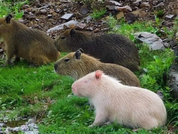 75 Of The Most Adorable Capybara Photos Shared By This Page