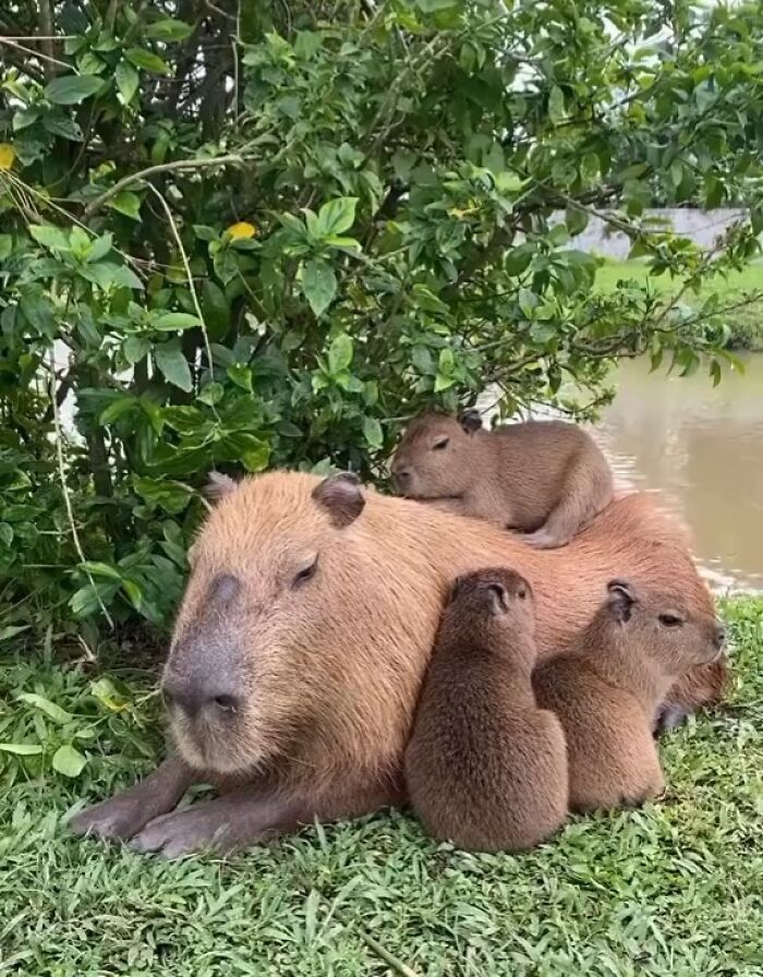 75 Of The Most Adorable Capybara Photos Shared By This Page