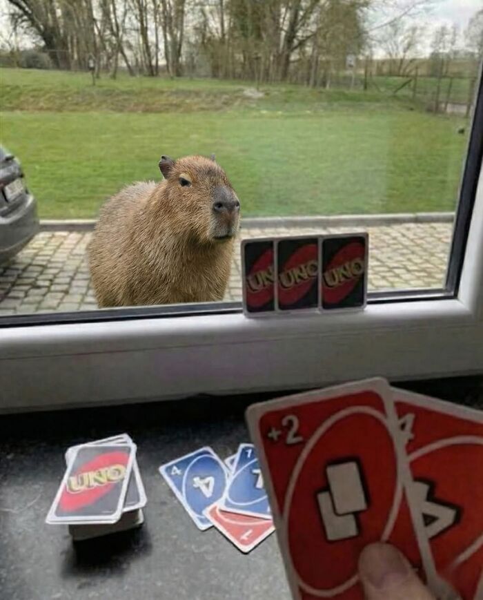 75 Of The Most Adorable Capybara Photos Shared By This Page