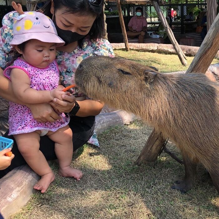 75 Of The Most Adorable Capybara Photos Shared By This Page