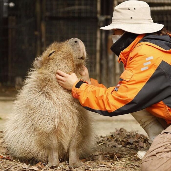 75 Of The Most Adorable Capybara Photos Shared By This Page