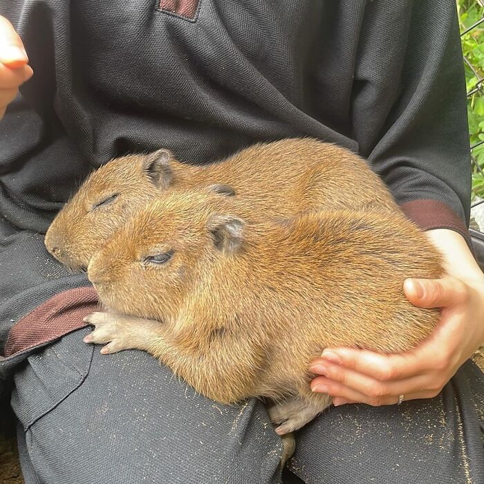 75 Of The Most Adorable Capybara Photos Shared By This Page