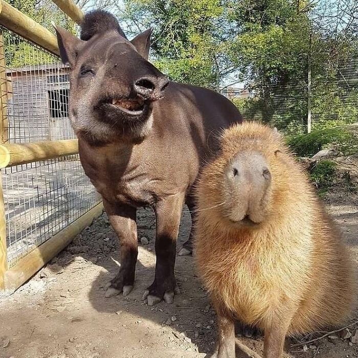 75 Of The Most Adorable Capybara Photos Shared By This Page