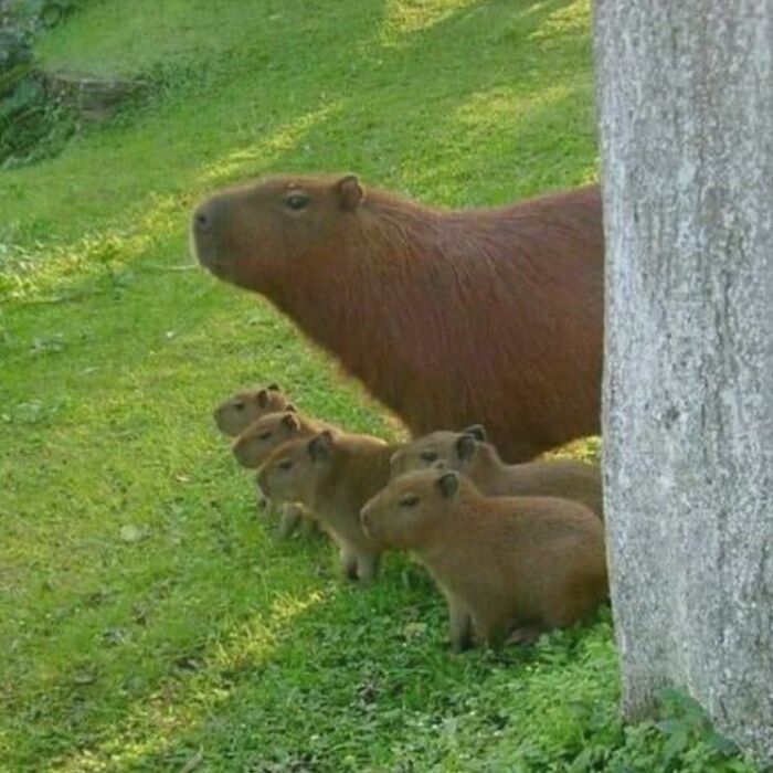 75 Of The Most Adorable Capybara Photos Shared By This Page