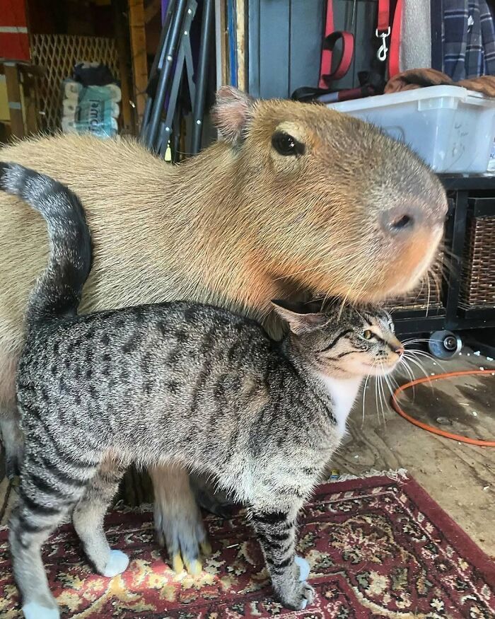 75 Of The Most Adorable Capybara Photos Shared By This Page