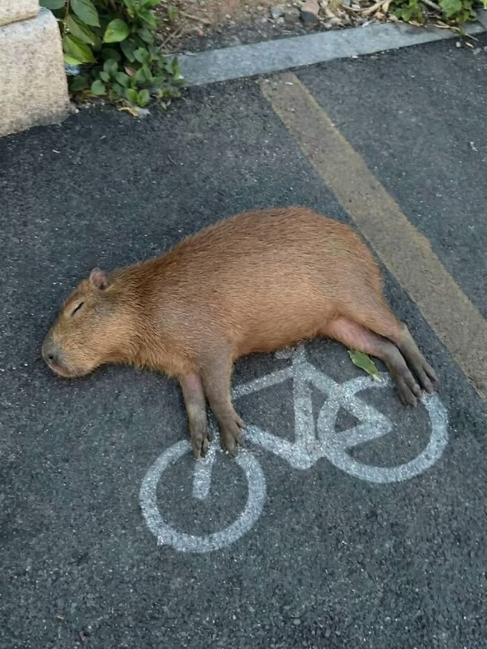 75 Of The Most Adorable Capybara Photos Shared By This Page
