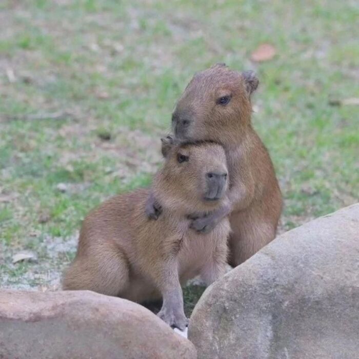 75 Of The Most Adorable Capybara Photos Shared By This Page