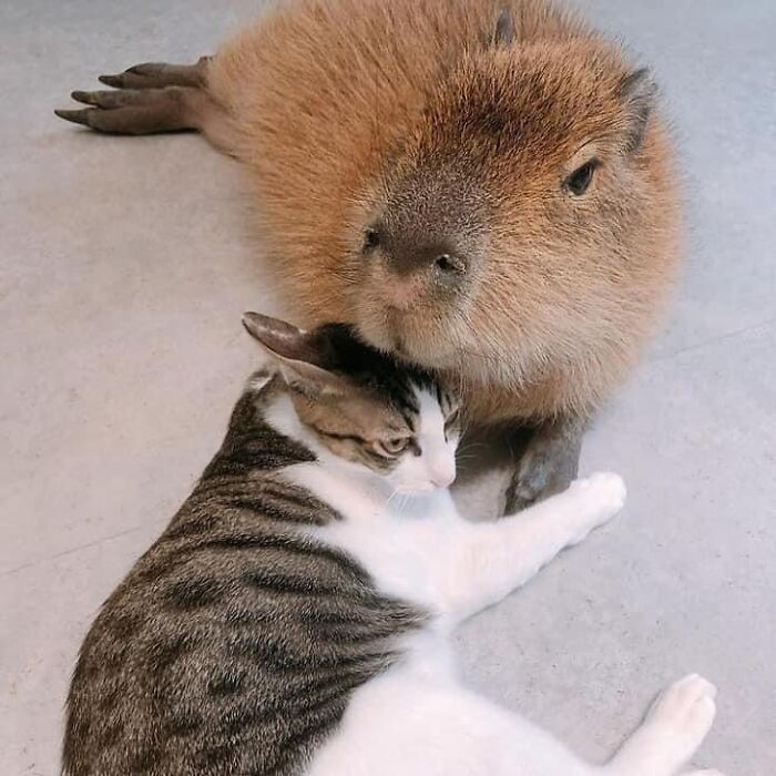 75 Of The Most Adorable Capybara Photos Shared By This Page