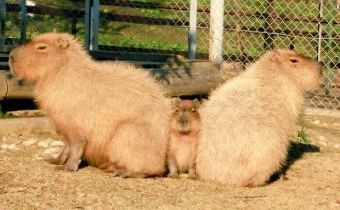 75 Of The Most Adorable Capybara Photos Shared By This Page