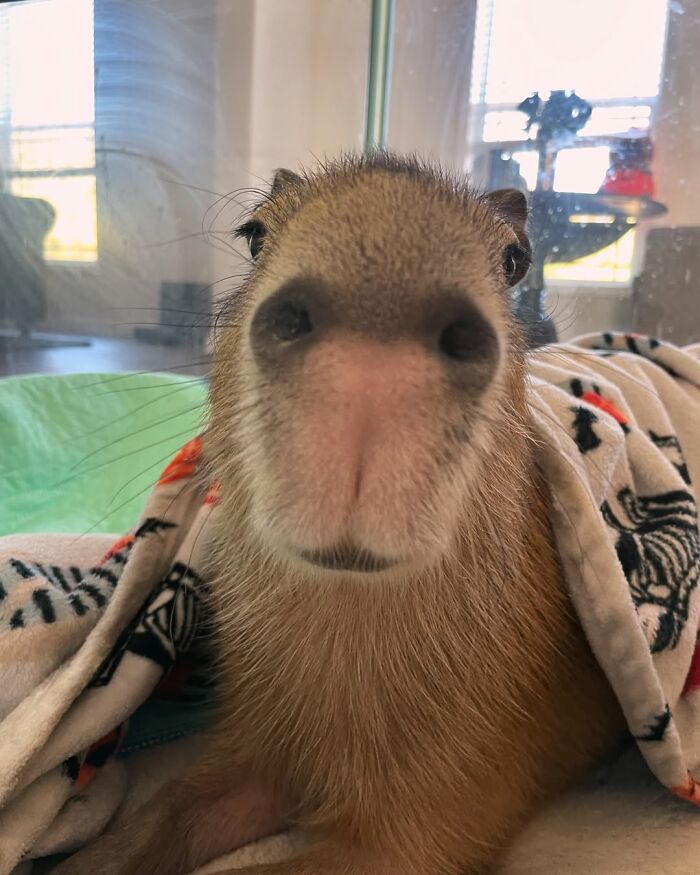 75 Of The Most Adorable Capybara Photos Shared By This Page